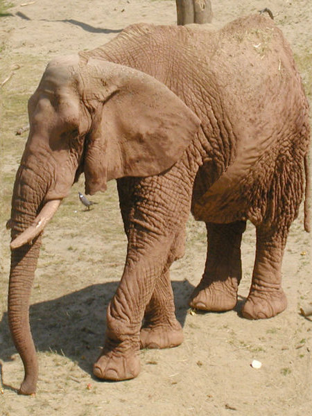 The Smart Elephant