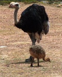 The Smart Ostrich